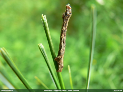 MIERNIKOWCOWATE GASIENICA MOTYLA 